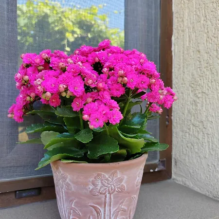 Casa David&alexia Două Mai