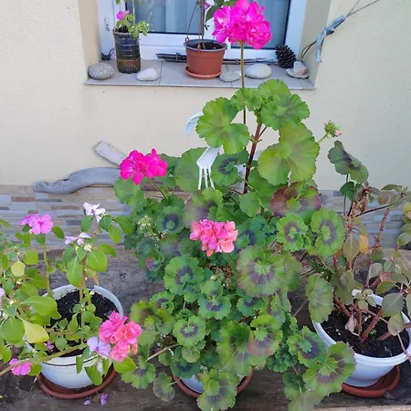 Casa David&alexia 3*