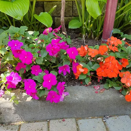 Casa David&alexia 3* Două Mai