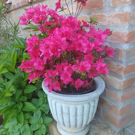 Casa David&alexia Vendégház