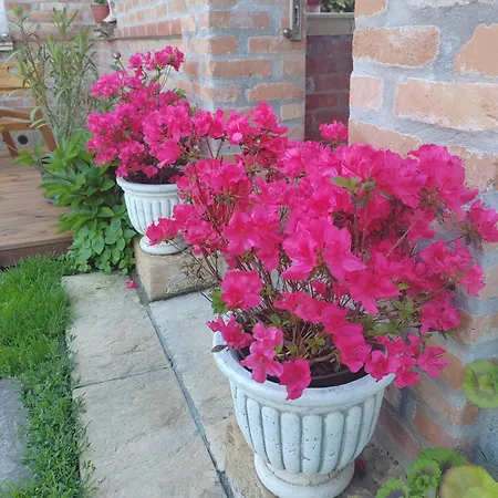 Guest house Casa David&alexia 3*