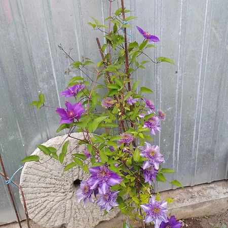 Vendégház Casa David&alexia Două Mai